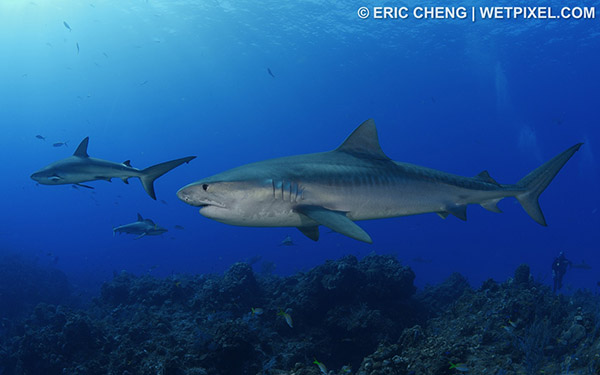 Tiger shark on Wetpixel