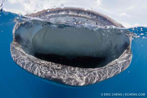 A whale shark (Rhincodon typus) feeds in a bonito spawning event off of Isla Mujeres, Mexico