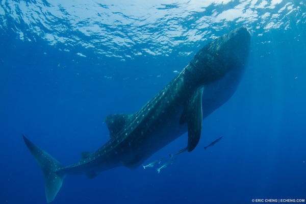 Whale shark at Isla Mujeres, Mexico