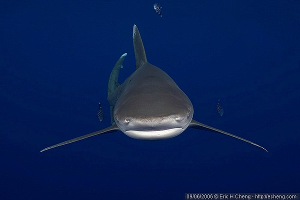 Wetpixel Oceanic Whitetip expedition 