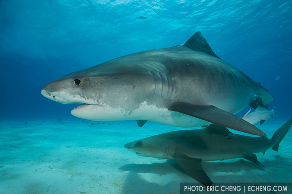 Wetpixel Ultimate Tiger sharks trip updates