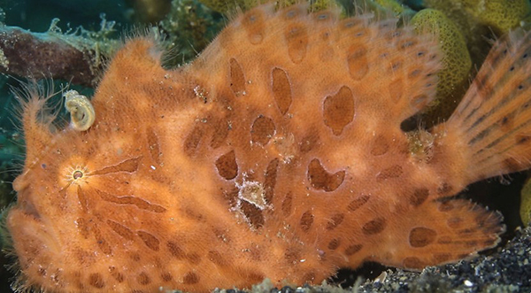 Eunjae Im in Lembeh on Wetpixel