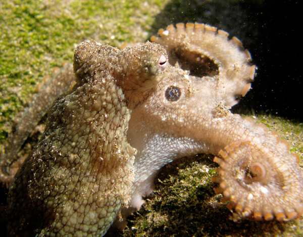 Octopus