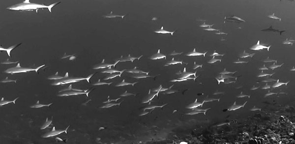 Schooling sharks in Fakarava by Eric Cheng on Wetpixel