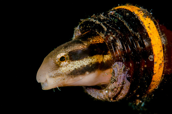 Fang blenny