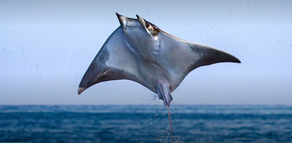 Flying mobula on Wetpixel