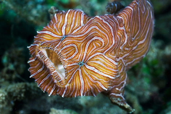 Frogfish on Wetpixel