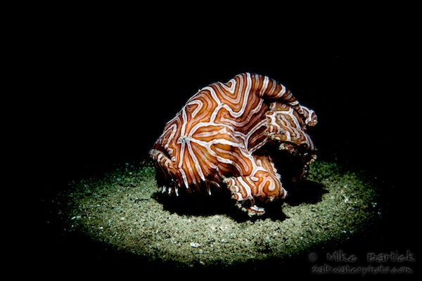 Frogfish