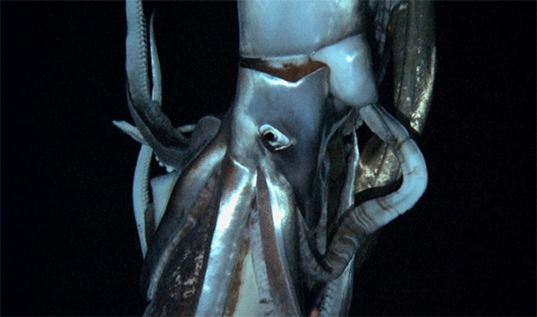 Giant squid