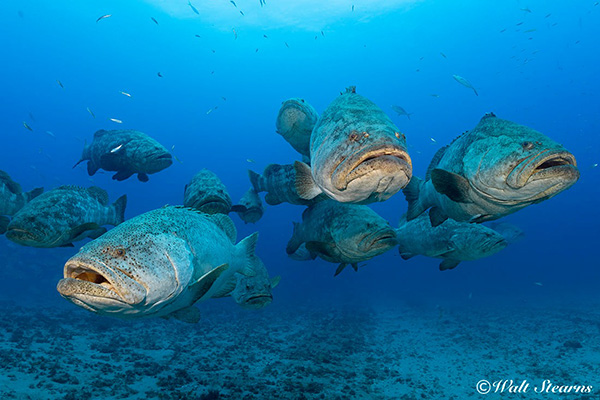 Goliath grouper on Wetpixel