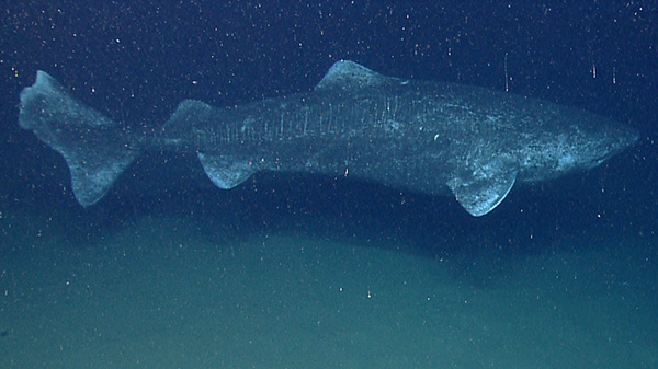 greenland shark on Wetpixel