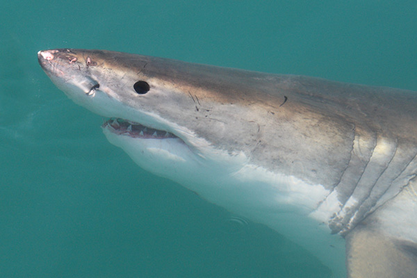 Great white shark on Wetpixel