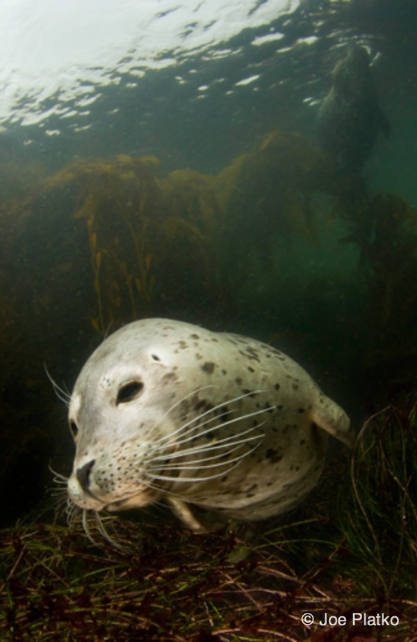 harbor seal