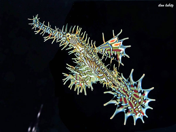 Ilan Lubitz ghost pipefish on Wetpixel