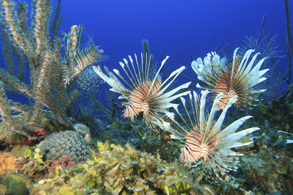 Invasive Lionfish