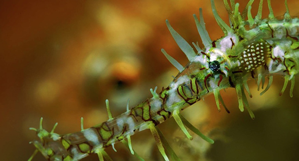 Lembeh Straits, A Macro Symphony by Kay Burn Lim on Wetpixel