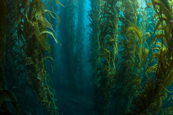 kelp