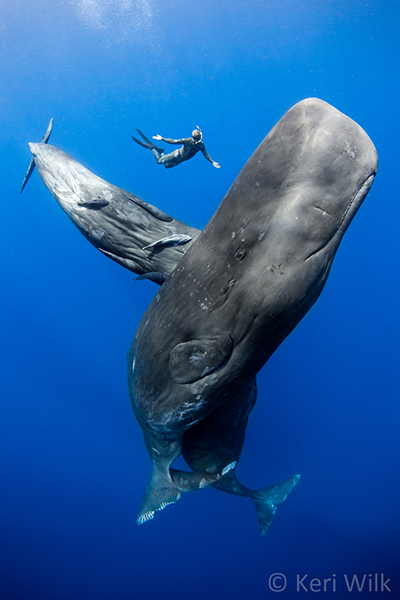 Sperm whales on Wetpixel