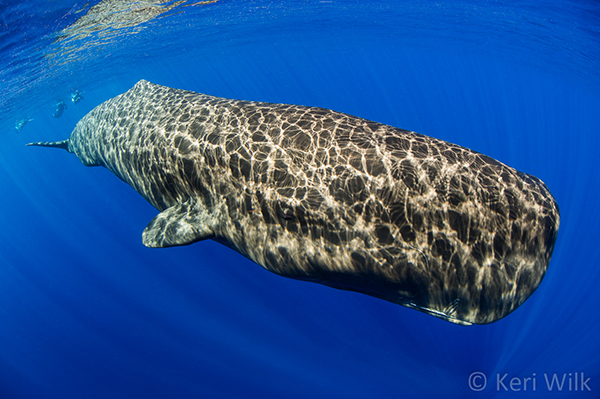 Sperm whales on Wetpixel