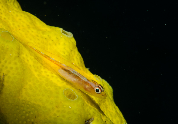 Wetpixel Alex Mustard Lembeh workshop