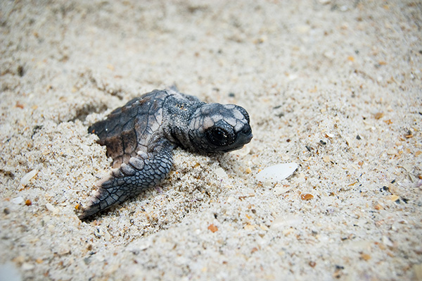 Turtles on Wetpixel