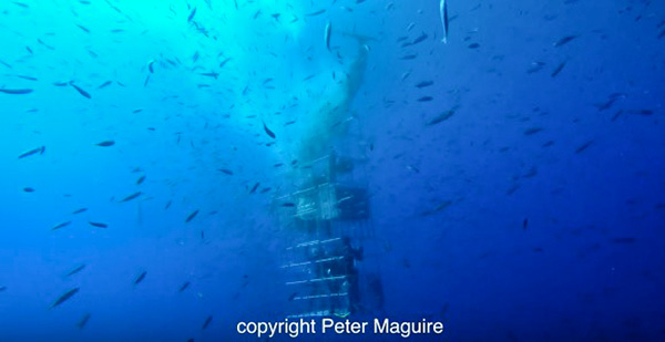 Great white sharks on Wetpixel