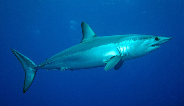 Mako sharks on Wetpixel