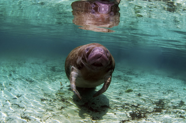 manatee