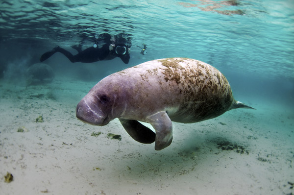 Manatee