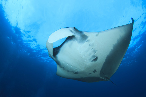 Manta