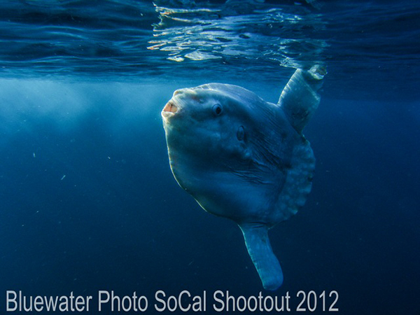 SoCal Shootout 2013 on Wetpixel