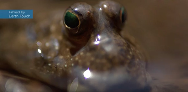 Mudskipper