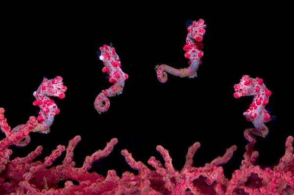 Wetpixel Lembeh workshop with Alex Mustard.