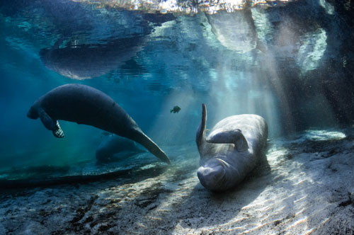 Grand prize winner: Carol Grant's manatee image