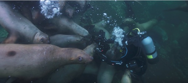 Paul Nicklen on Wetpixel