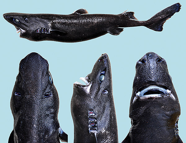 Ninja lanternshark on Wetpixel