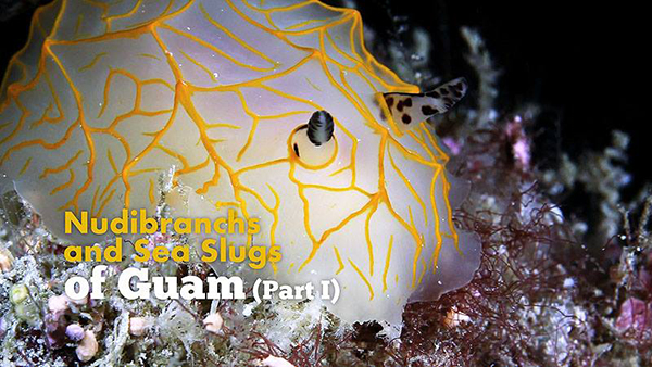 Nudibranchs and Sea Slugs of Guam part 1 on Wetpixel