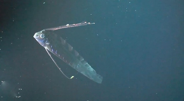 Oarfish from ROV-Wetpixel