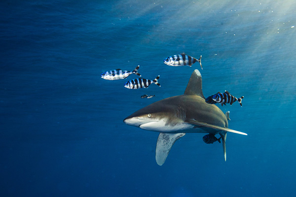 Oceanic whitetip on Wetpixel