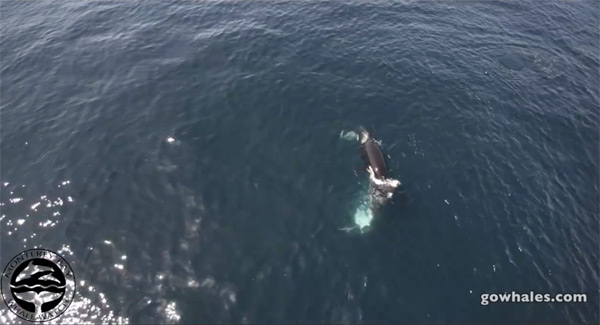 Orca gray whale