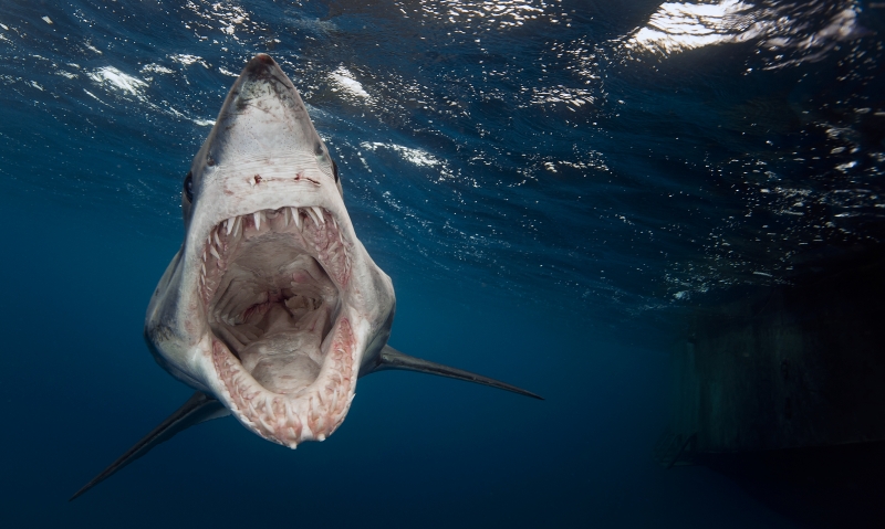 Our World Underwater 2014 on Wetpixel