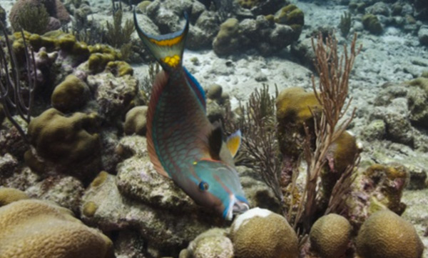 Parrotfish