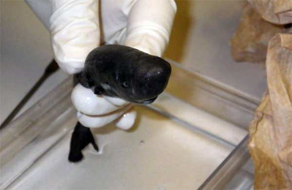 Pocket shark