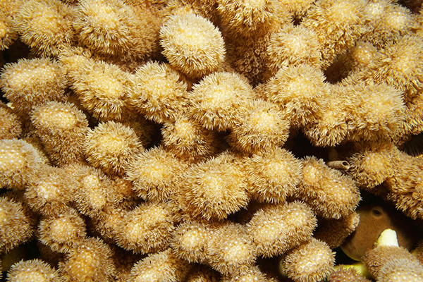 Porites porites on Wetpixel