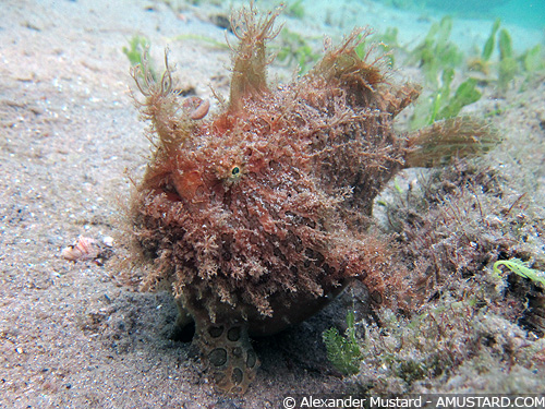 Frogfish (with Canon S90), by Alex Mustard