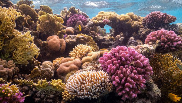 Red Sea reefs on Wetpixel