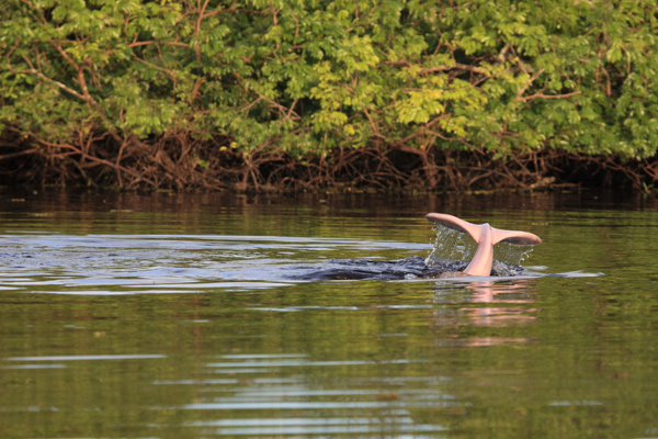 River dolphin