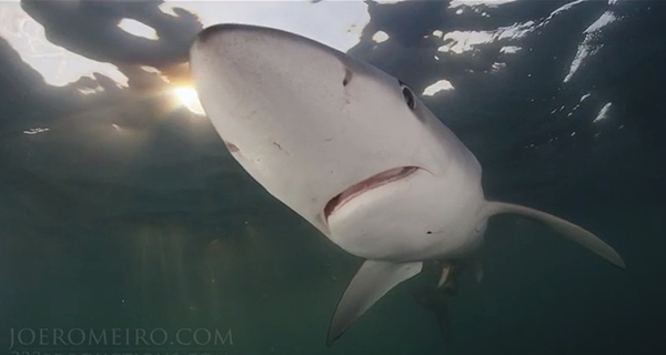 Joe Romeiro's blue sharks on Wetpixel