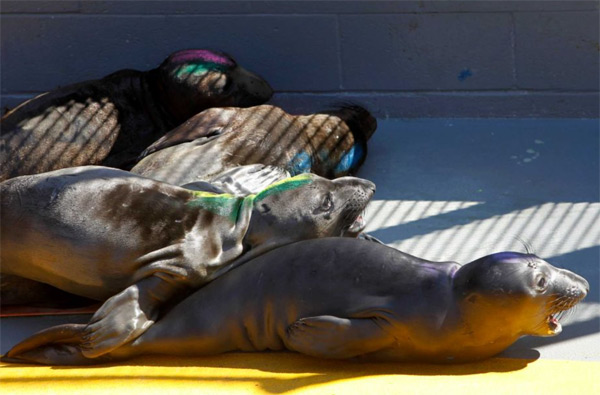 Elephant seals