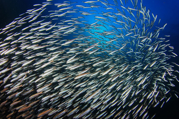 Sardines